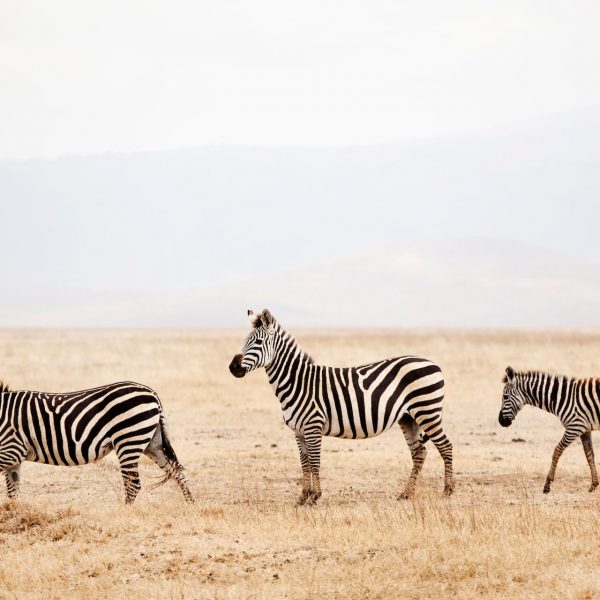 TRAVEL_Tanzania_Zebras in the Ngorongorocrater